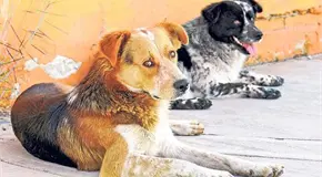 Cómo proteger a una mascota contra los ruidos de la pirotecnia