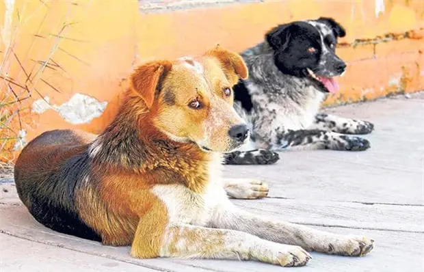 Cómo proteger a una mascota contra los ruidos de la pirotecnia