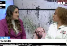 Video | Por inacción de FGE ciudadanos investigan muertes de animales