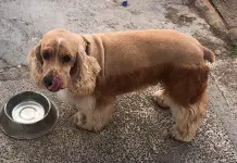 Conoce las razas de perros que no toleran estar solos