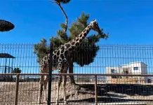 Jirafa Benito: Viaje hacia su nuevo hogar en Puebla