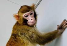Luego del mono ReTro, clonación en humanos está descartada: UNAM