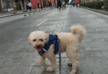 Amplían vía recreativa dominical hasta Plaza de los Fundadores