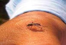 Alerta de la OPS por temporada récord de dengue en América