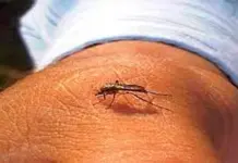 Prevención y situación del dengue en Argentina