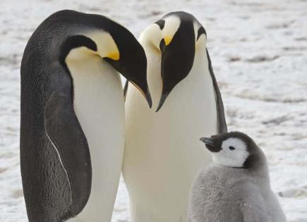 Descubren colonias desconocidas de pingüinos emperador en la Antártida
