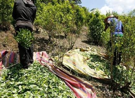 Perú destruye 6,032 hectáreas de cultivos ilegales de coca