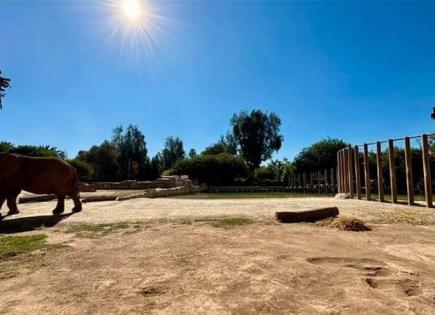 Elefantas Ely y Gipsy se adaptan en el zoológico de San Juan de Aragón