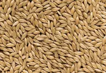 Descubre c&oacute;mo el alpiste puede ayudarte a controlar la diabetes