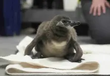 Nacen 10 crías de pingüino africano en museo de ciencias de San Francisco Nacen 10 crías de pingüino africano en museo de ciencias de San Francisco