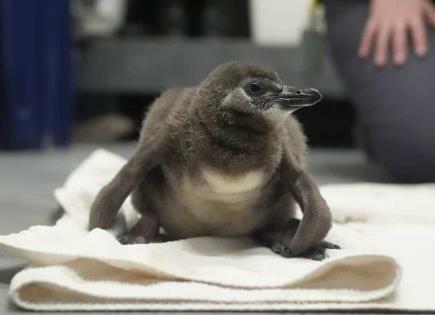 Nacen 10 crías de pingüino africano en museo de ciencias de San Francisco