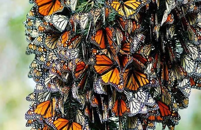 México declara el 10 de noviembre como Día Nacional de la Mariposa Monarca