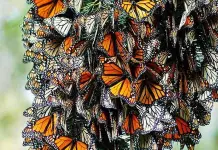 Temporada y Santuarios de la Mariposa Monarca en México Temporada y Santuarios de la Mariposa Monarca en México