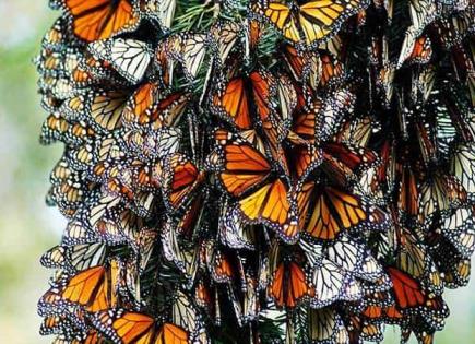 Disminuye llegada de las mariposas monarca al país