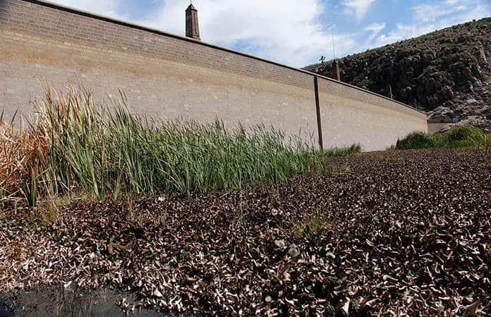 As&iacute; se ve el lirio de la presa de San Jos&eacute; / Foto: Pulso