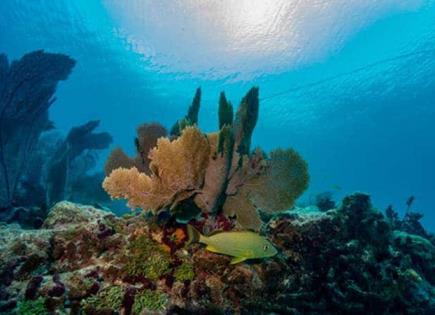 Mar caliente mata el coral en Florida