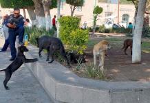 Iniciarán programa de esterilización de perros en Soledad