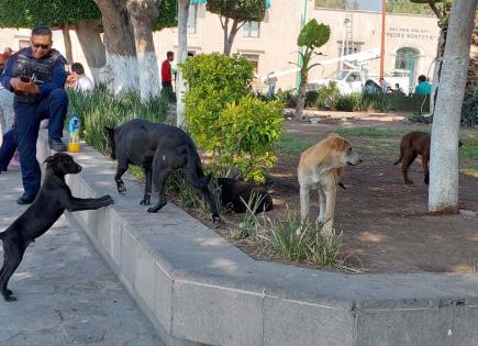 Iniciarán programa de esterilización de perros en Soledad