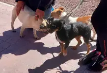 Consejos prácticos para prevenir peleas entre perros