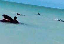 Fenómeno inusual: ballenas encalladas en Celestún, Yucatán
