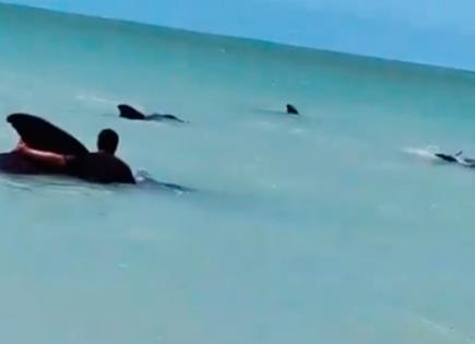 Fenómeno inusual: ballenas encalladas en Celestún, Yucatán