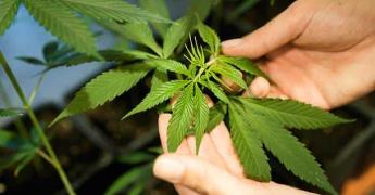 Alemania legaliza consumo de cannabis