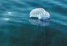 Alerta por Medusas Venenosas en Playas de Yucat&aacute;n