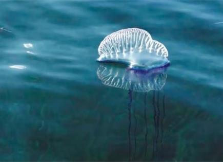 Alerta por Medusas Venenosas en Playas de Yucatán