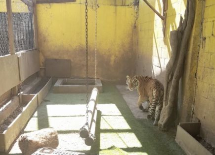 Descubren tigre hembra y drogas sintéticas en cateo en Monterrey