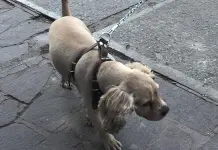 Recomendaciones para las mascotas durante el Eclipse solar