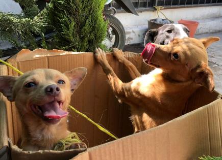 Rescatan a tres perritos que fueron lanzados a pozo en La Constancia