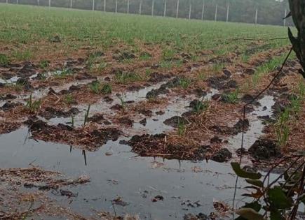 Se anegan cultivos de caña por riego Se anegan cultivos de caña por riego