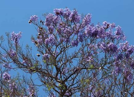 Se anticipó la floración de jacarandas en SLP