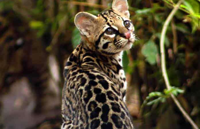 e han captado alrededor de 300 registros de especies en El Abra