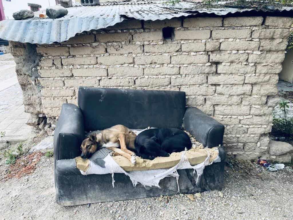 Dos perritos descansan plácidamente en un viejo sillón. Foto | Alberto Martínez