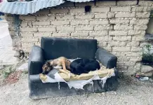 FOTO DEL DÍA | Descanso perruno FOTO DEL DÍA | Descanso perruno