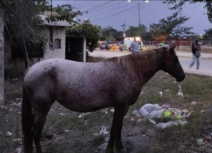 Persiste problema de ganado suelto en calles