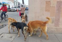 Aumentan reportes por ataques de perros en Soledad
