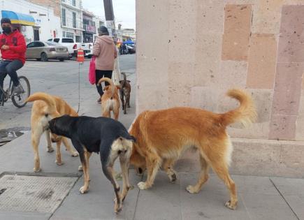 Aumentan reportes por ataques de perros en Soledad