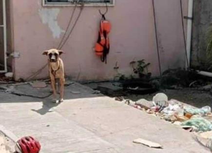 Muere can de inanición