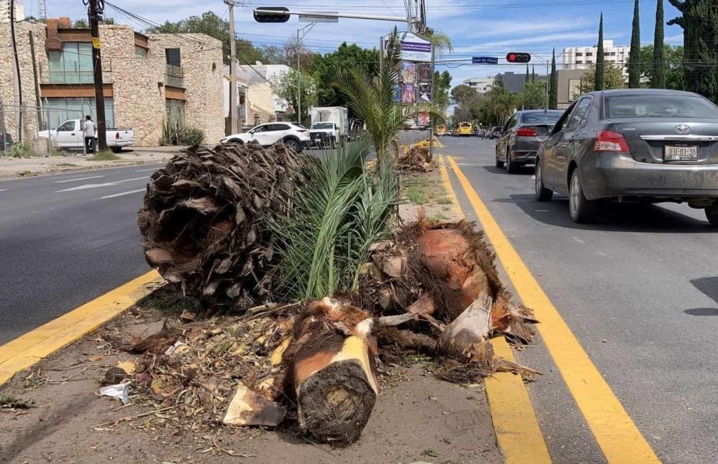 Al menos cuatro palmeras fueron retiradas del camellón / Foto: Alberto Martínez-Pulso