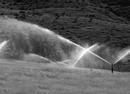 Cañeros hacen  oídos sordos, siguen regando