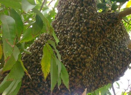 Consecuencias de las alergias por picaduras de abejas