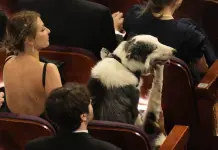 Messi el perro celebridad logró llegar a los Oscar