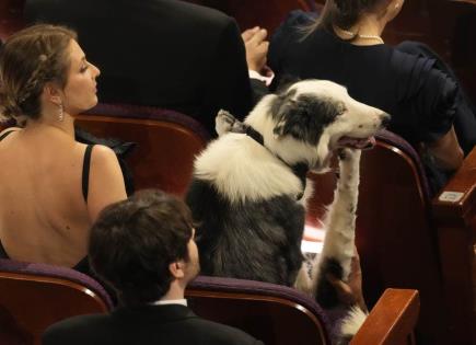 Messi el perro celebridad logró llegar a los Oscar