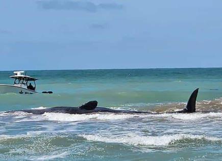 Muere ballena que encalló en Florida