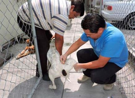 Exhortan a población a vacunar a sus mascotas