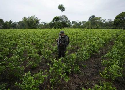 Aumento récord de cultivos de coca en Colombia