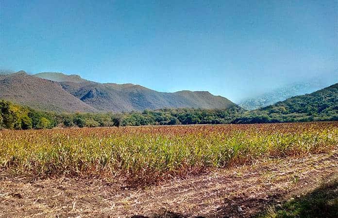 Residuos agrícolas contaminan campo