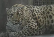 Leopardo famoso por sobrepeso en China, será puesto a dieta